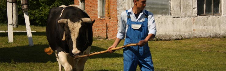 Охрана труда при содержании быков-производителей