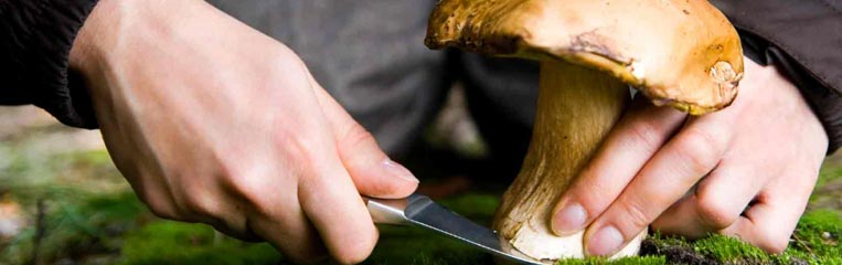 Техника безопасности при сборе грибов
